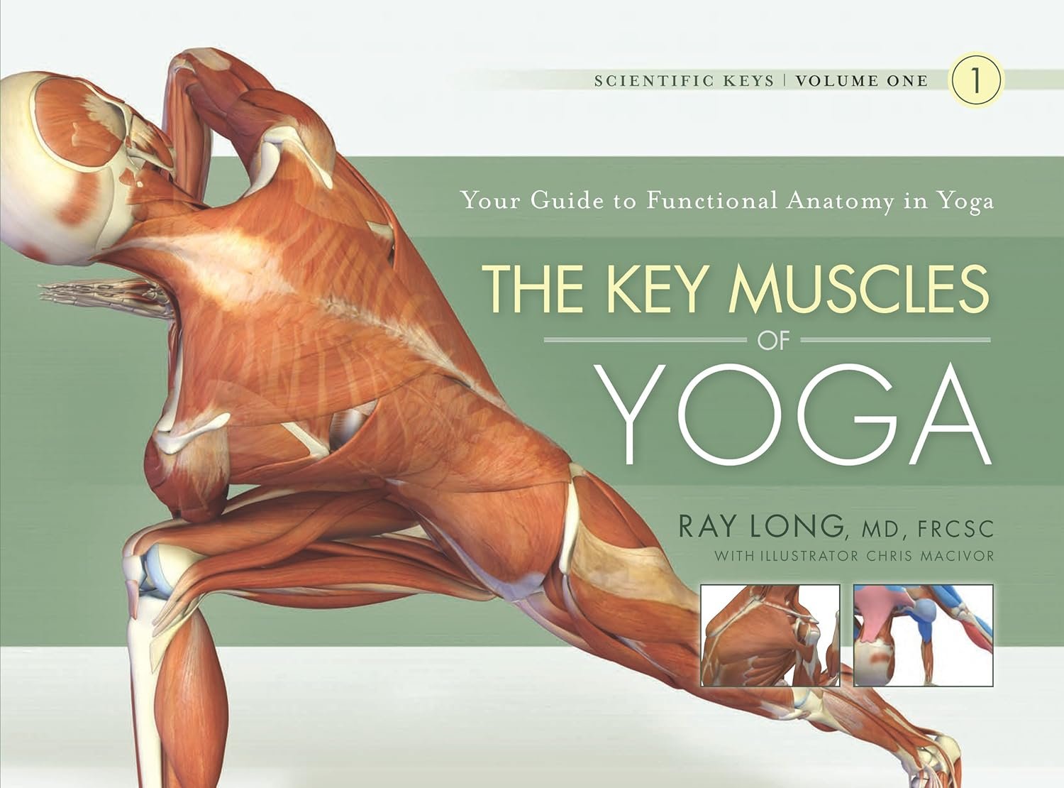 the scientific key mmuscles of yoga